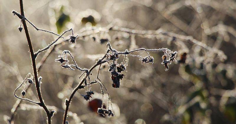 Pixabay/gosiak1980